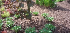 Kora sosnowa w ogrodzie